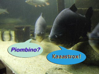 Fishstrox!