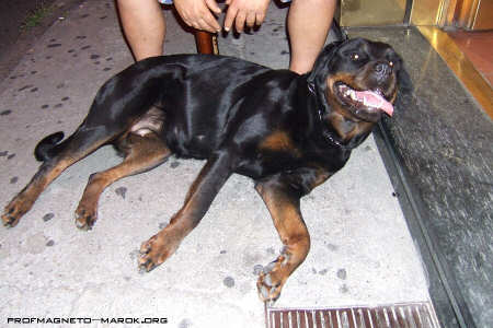 La mascotte - Photo