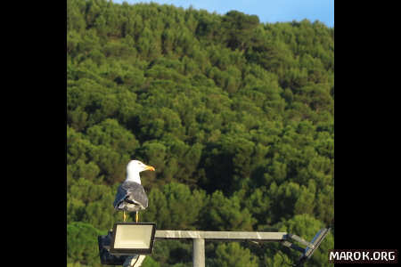 Gabbiani che mostrano il culo
