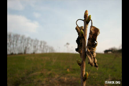 Sveglia! È primavera!