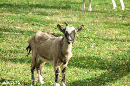 Il lama pensatore