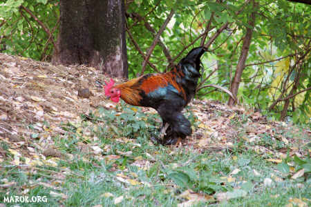 Il gallo galante! Corpo di gallo, zampe di elefante.