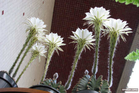 Fiori di cactus