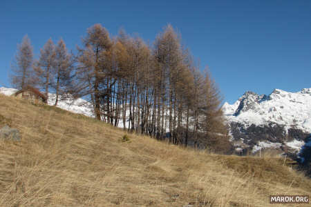 Gli alberi ci guardano. E giudicano.