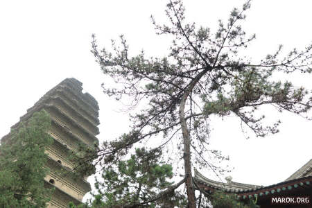 Pagoda della Piccola Oca Selvatica - #1