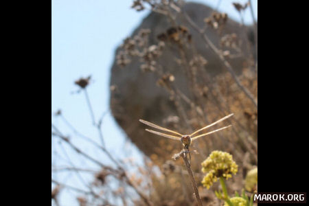 Può il battito d´ali d´una libellula in Corsica...