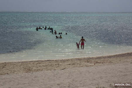 Quindi l´oceano è un CORRIDOIO balneabile tra le ALGHE!