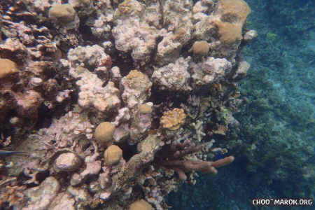 La barriera corallina - #1