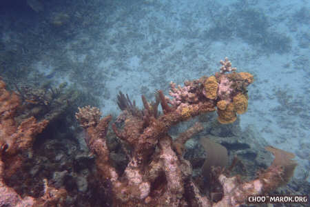 La barriera corallina - #2