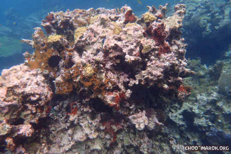 La barriera corallina - #5