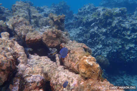 La barriera corallina - #15