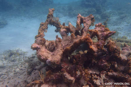 La barriera corallina - #19