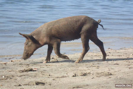 Un maiale in spiaggia. E non sono io!