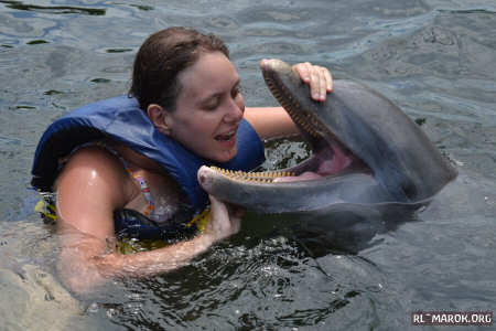 Al delfin donato non si guarda in bocca