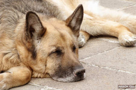 Non svegliate il can che dorme!