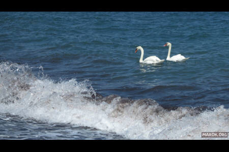 Cigni a spasso