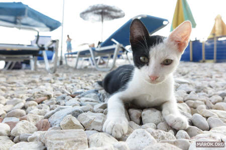 L´apprendista bagnino