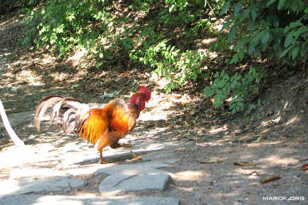 Fauna locale