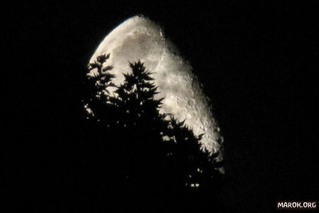 Mi è rimasta una Luna tra i rami... me la prende, signore?