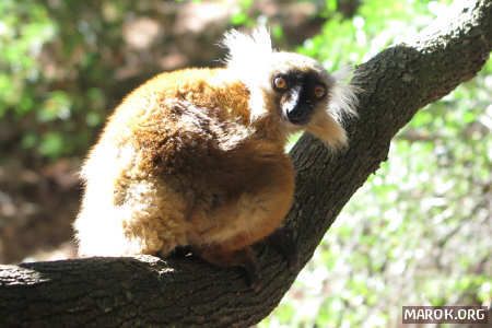 Bruno, il lemure guardiano