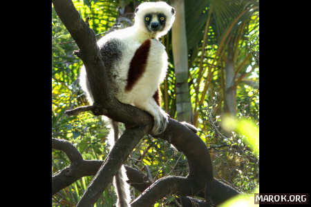 Sifaka, il lemure in bianco e nero