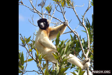 Piccola vedetta lemure