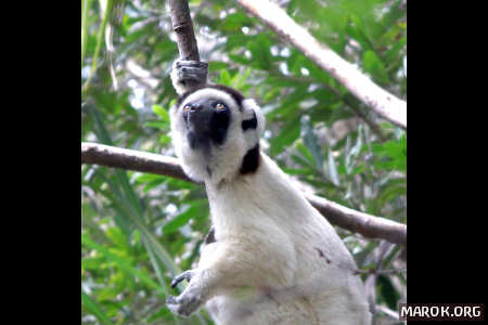 Toh, un lemure sifaka coronato e rampante