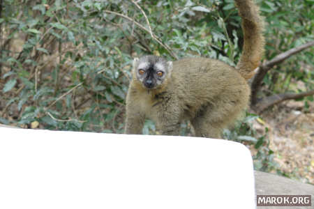 Il lemure bruno punta la preda