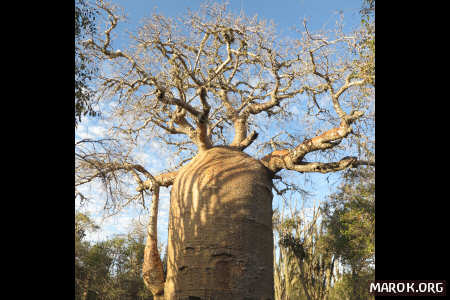 Il baobab gigante