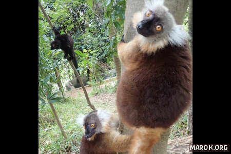 I lemuri ti guardano. E giudicano.