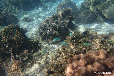 Barriera corallina - #1