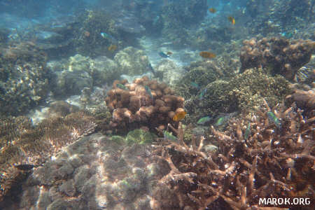 Barriera corallina - #2
