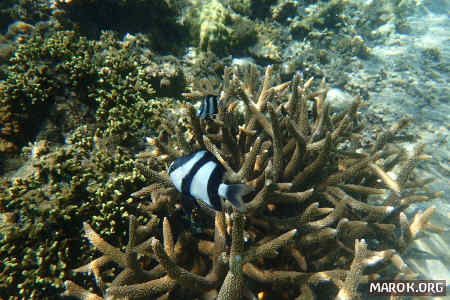 Barriera corallina - #4