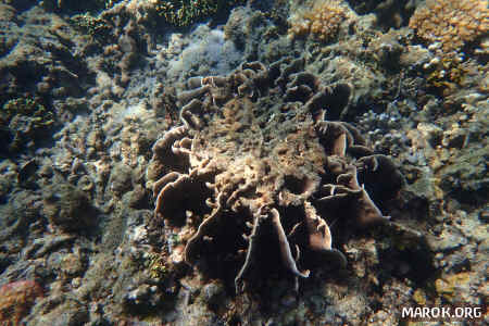 Barriera corallina - #7