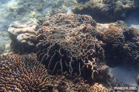 Barriera corallina - #8