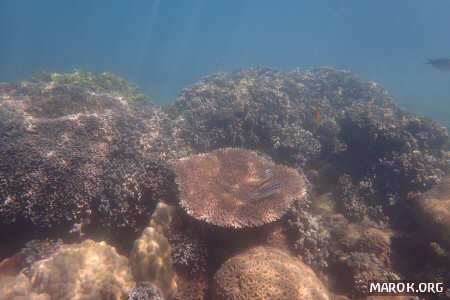 Barriera corallina - #11