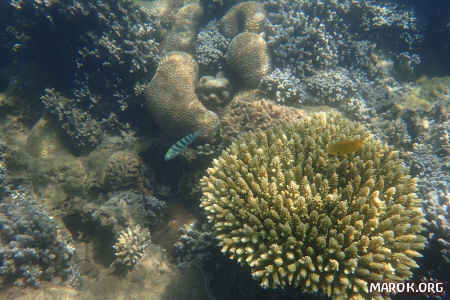 Barriera corallina - #12