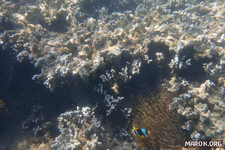 Barriera corallina - #13