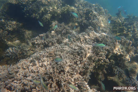Barriera corallina - #15