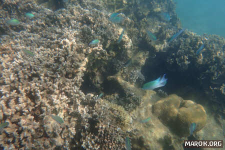 Barriera corallina - #16