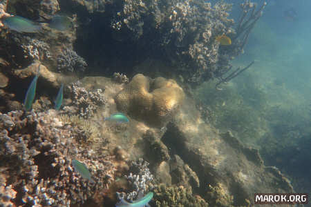 Barriera corallina - #17