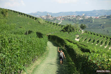 Saluti dalle vigne!