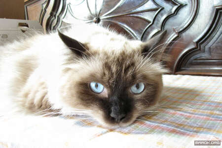 La mascotte