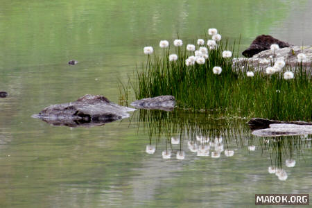 Fiori riflessivi