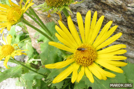 Mosca di montagna