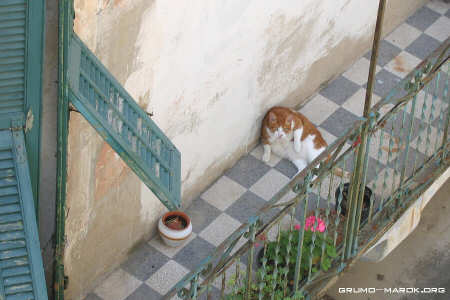 Il felino con il grasso intorno!