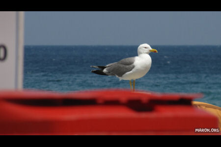 La foto all´uccello