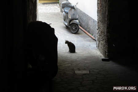 Per tacer del gatto (unica foto che piacerà alla pheega)