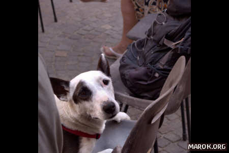 Pubblico compatibile con la pheega