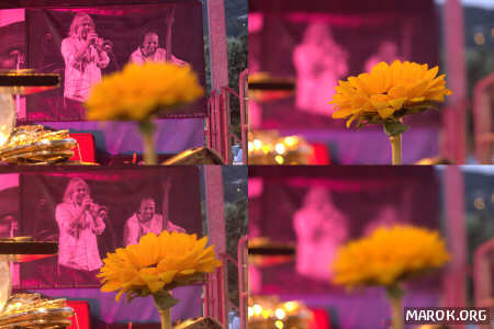 Profondità di fiore di campo